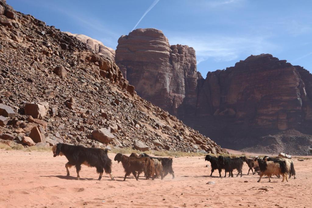 Bedouin Expedition Wadi Rum Exteriér fotografie