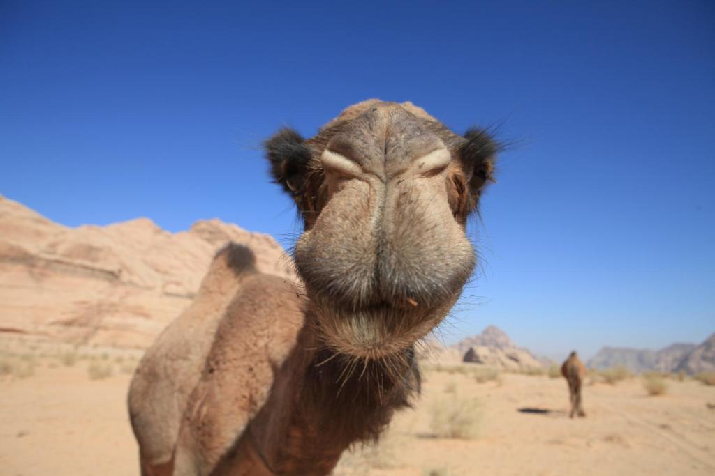 Bedouin Expedition Wadi Rum Exteriér fotografie