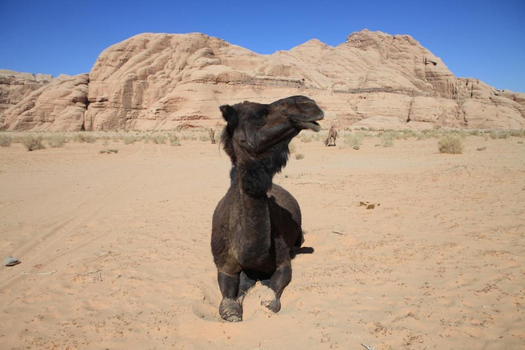 Bedouin Expedition Wadi Rum Exteriér fotografie