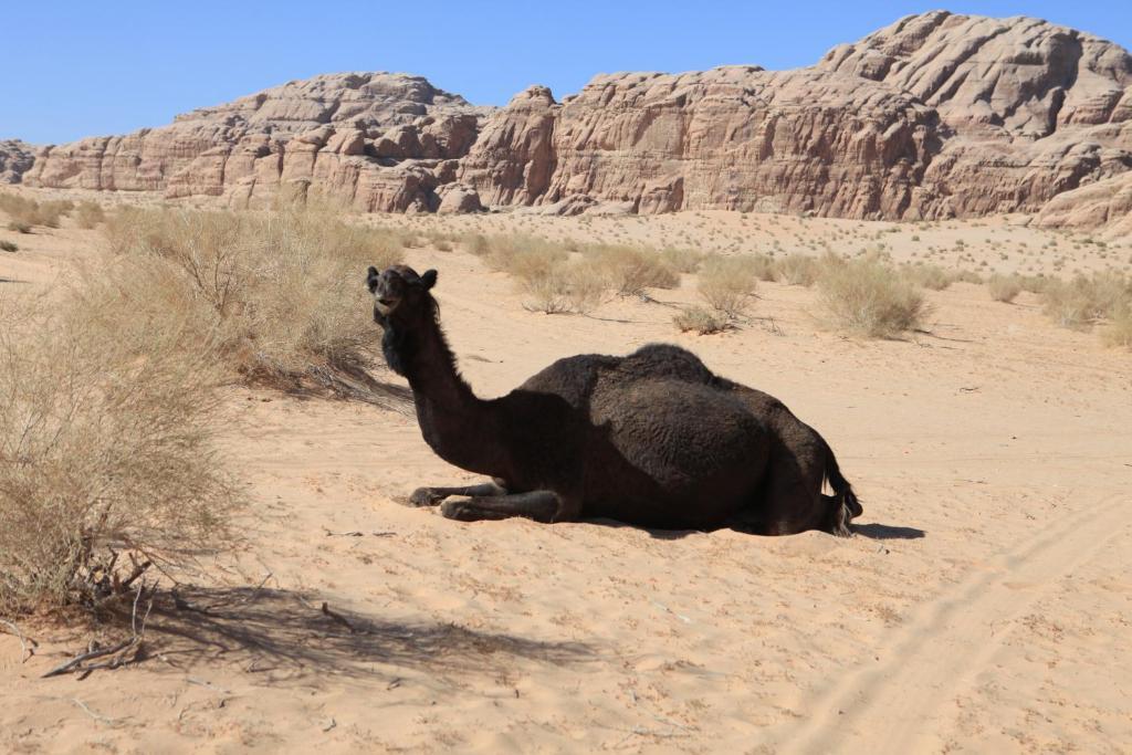Bedouin Expedition Wadi Rum Exteriér fotografie